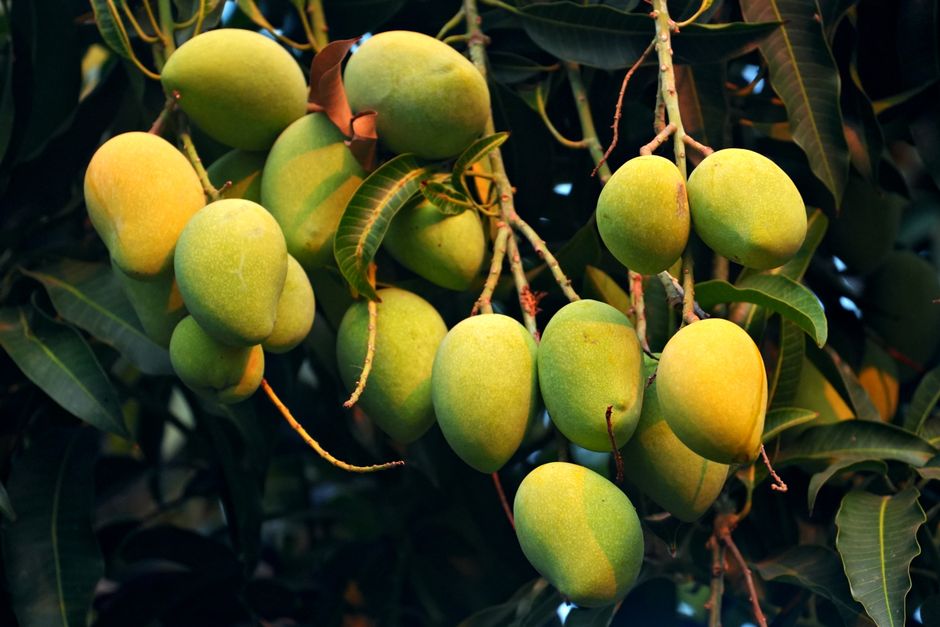 mango mantel